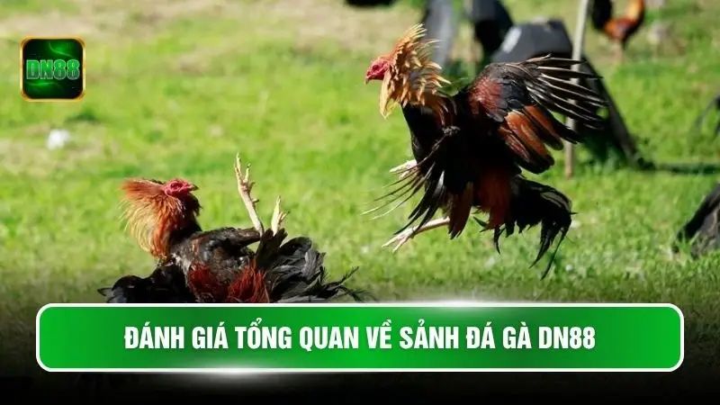 Đánh giá tổng quan về sảnh đá gà DN88