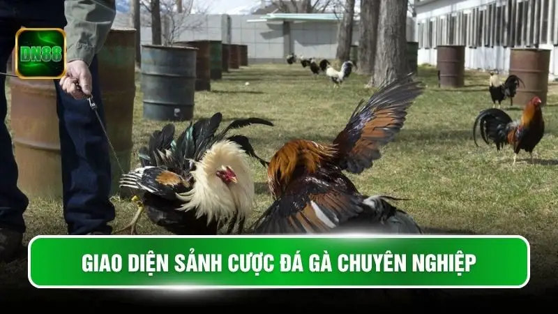 Giao diện sảnh cược đá gà chuyên nghiệp